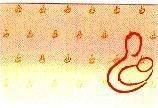 Mẫu nhãn hiệu Nhãn hiệu VN-4-2000-47198