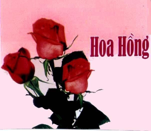Mẫu nhãn hiệu HOA HONG