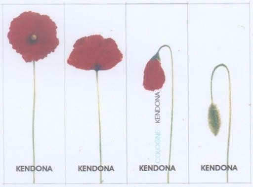 Mẫu nhãn hiệu KENDONA