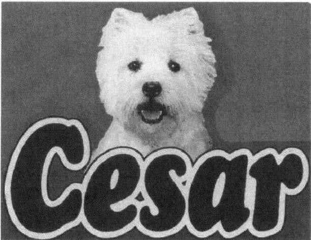 Mẫu nhãn hiệu CESAR