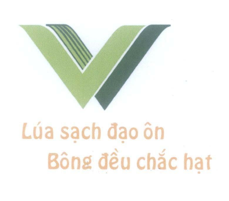 Mẫu nhãn hiệu V V Lúa sạch đạo ôn Bông đều chắc hạt